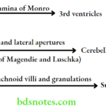 Head And Neck Meninges and cerebrospinal fluid Circulation