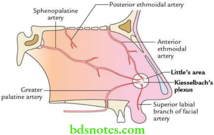 Head And Neck Nose and paranasal air sinuses Arterial supply of the nasal septum