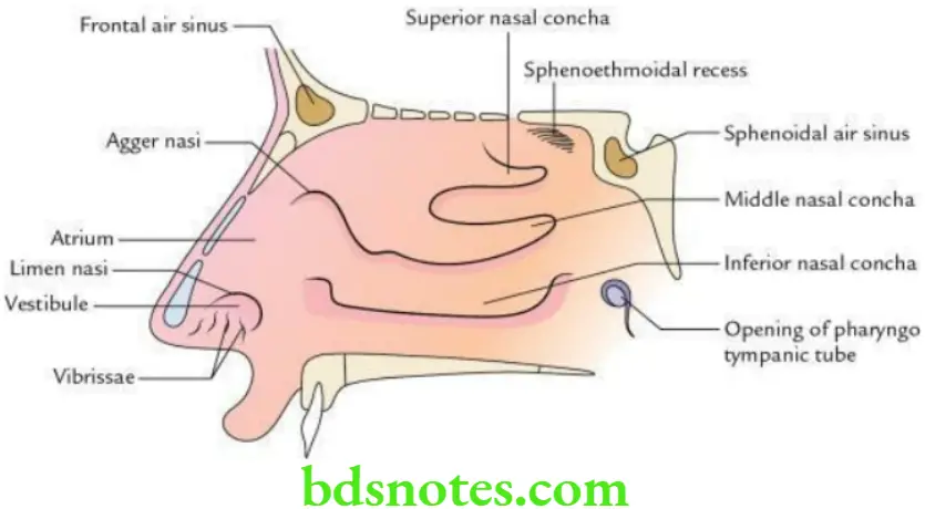 Head And Neck Nose and paranasal air sinuses Features of the lateral wall of the nasal cavity