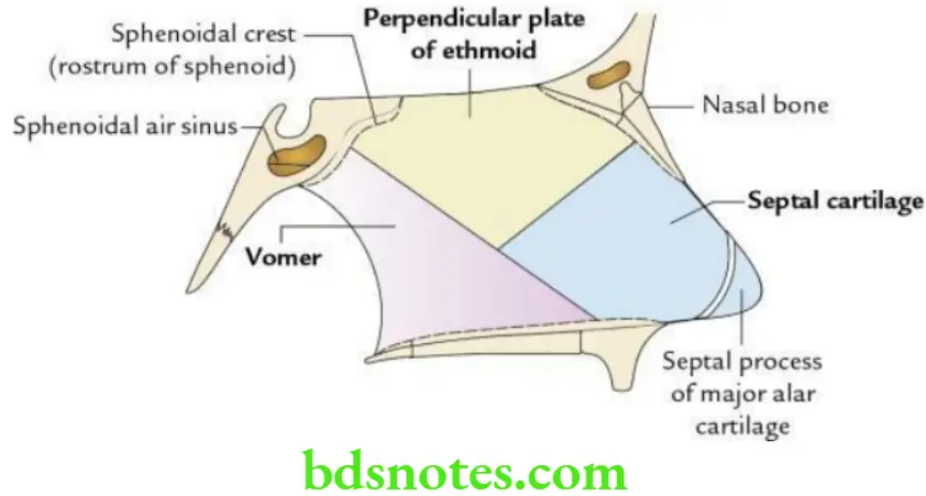 Head And Neck Nose and paranasal air sinuses Formation of nasal septum