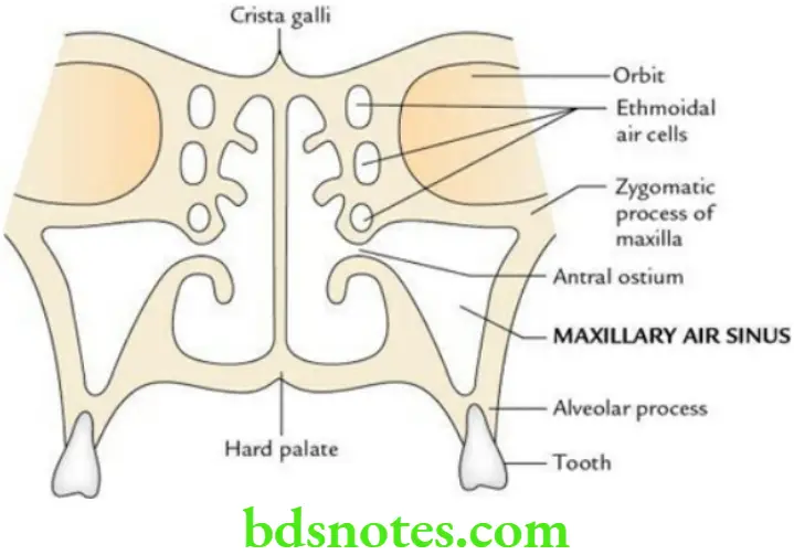 Head And Neck Nose and paranasal air sinuses Location and relations of maxillary air sinus