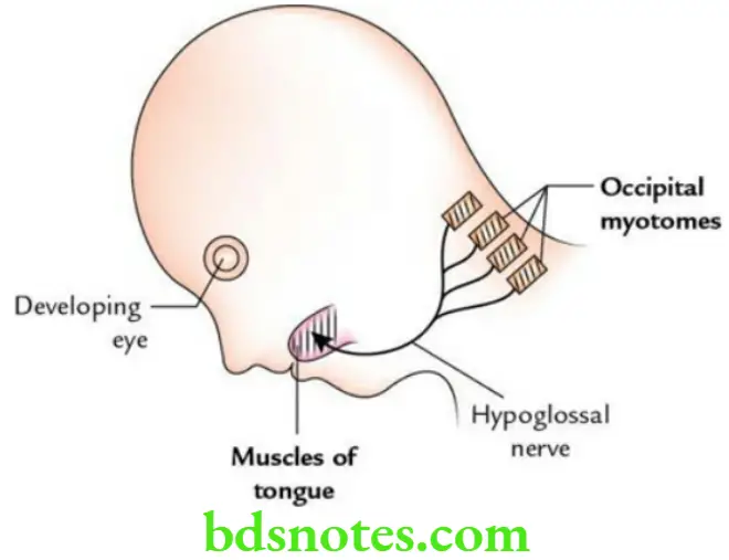 Head And Neck Oral Cavity Development of muscles of the tongue