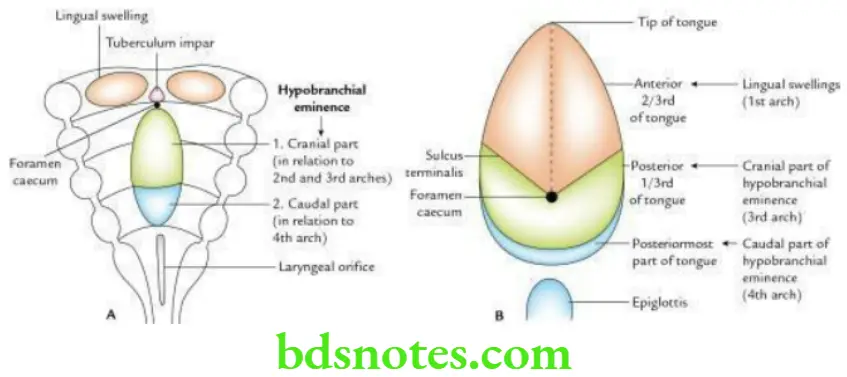 Head And Neck Oral cavity Lymphatic drainage of the tongue