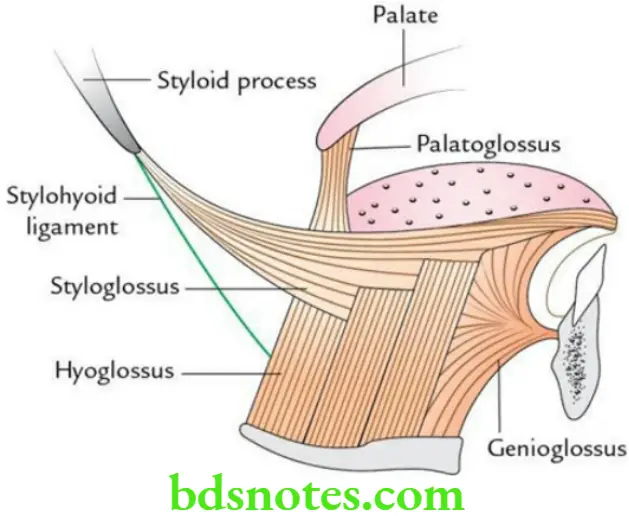 Head And Neck Oral Cavity Extrinsic muscles of the tongue