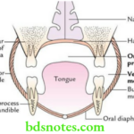 Head And Neck Oral Cavity Subdivisions of oral cavity as seen in its coronal section