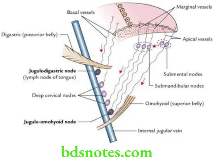 Head And Neck Oral cavity Lymphatic drainage of the tongue