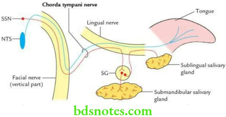 Head And Neck Parotid and submandibular regions Chorda tympani nerve