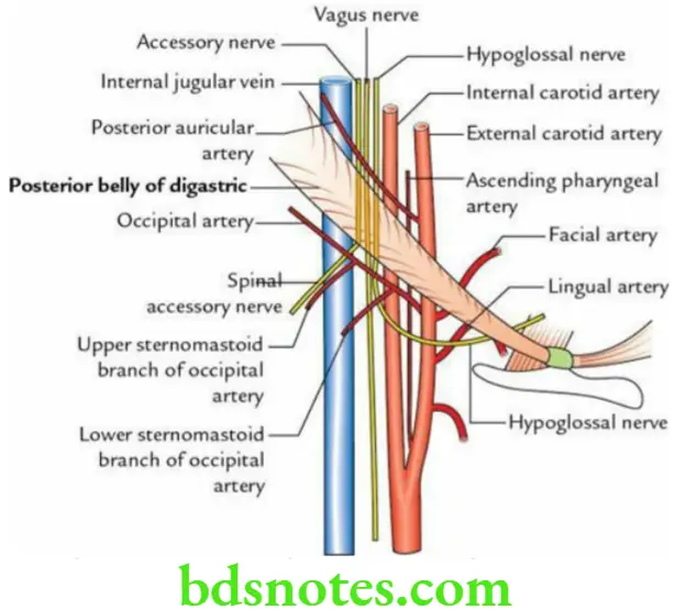 Head And Neck Parotid and submandibular regions Deep relations of the posterior belly of digastric muscle