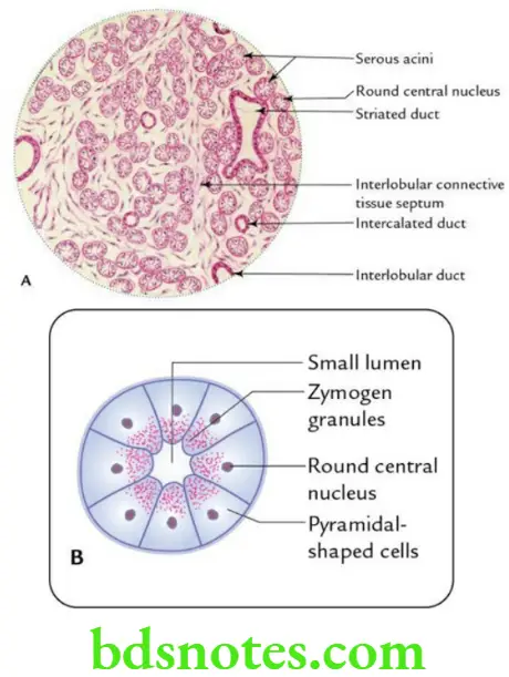 Head And Neck Parotid and submandibular regions Histological features of partoid salivary gland