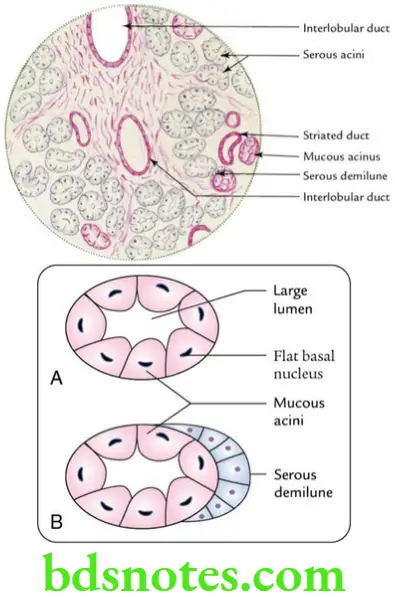Head And Neck Parotid and submandibular regions Histological features of submandibular gland