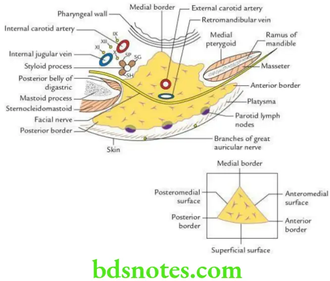 Head And Neck Parotid and submandibular regions Horizontal section through parotid gland