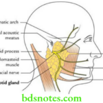 Head And Neck Parotid and submandibular regions Main features of the parotid region