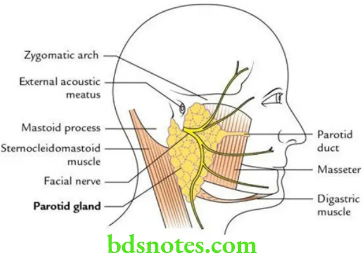 Head And Neck Parotid and submandibular regions Main features of the parotid region