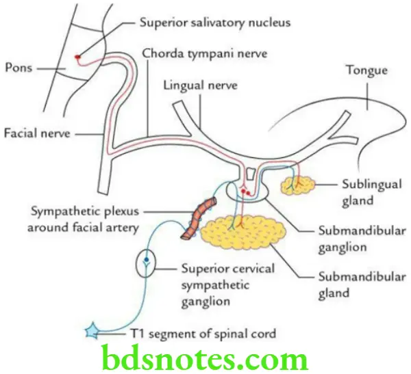Head And Neck Parotid and submandibular regions Nerve supply of submandibular gland