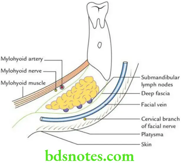 Head And Neck Parotid and submandibular regions Relations of the superficial surface of the submandibular salivary gland