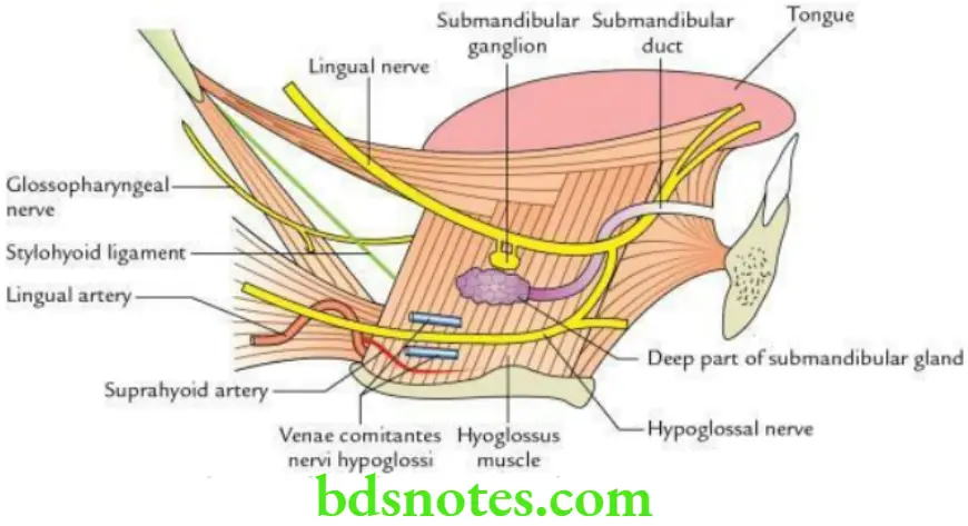 Head And Neck Parotid and submandibular regions Superficial relations of hypoglossus muscle