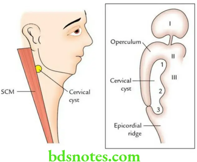 Head And Neck Pharynx and palate A cervical cyst