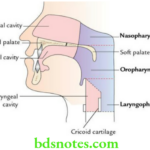 Head And Neck Pharynx and palate Location and subdivisions of the pharynx