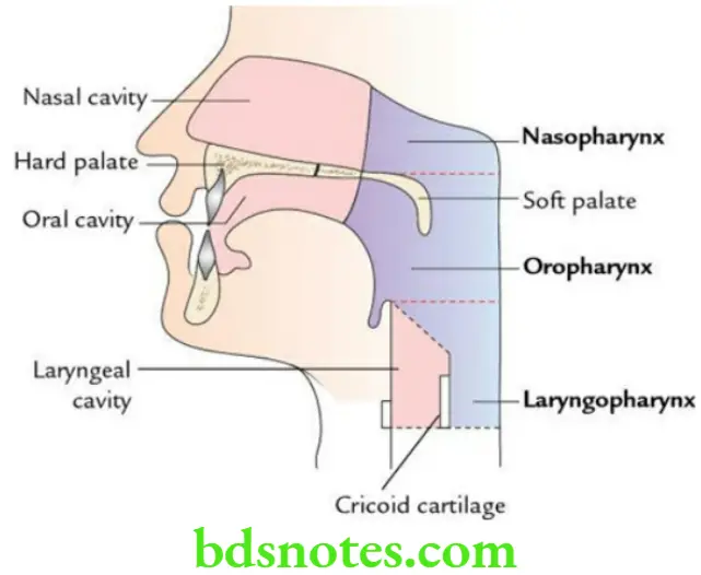 Head And Neck Pharynx and palate Location and subdivisions of the pharynx