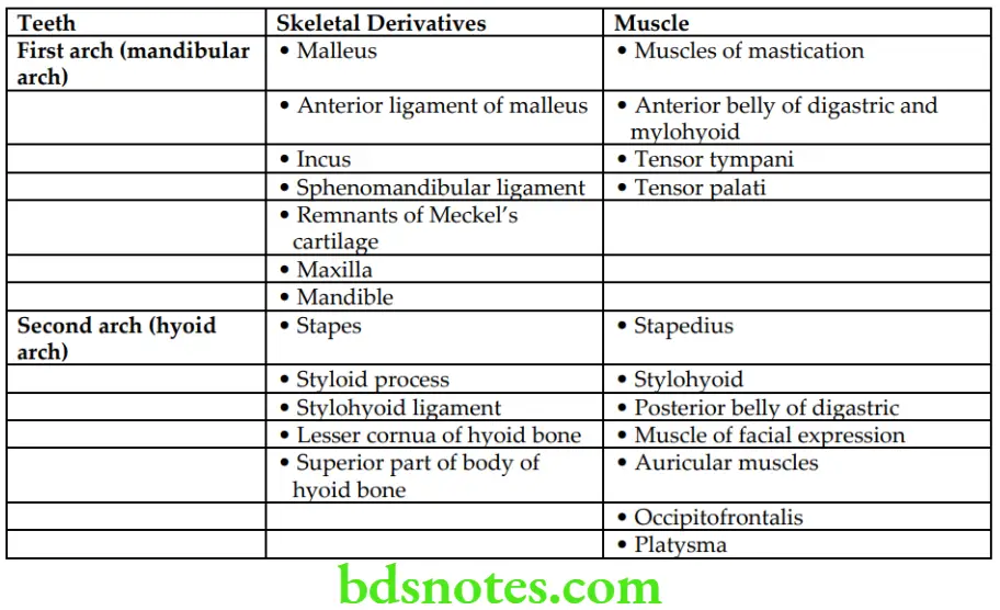 Head And Neck Pharynx and palate Mesodermal derivatives