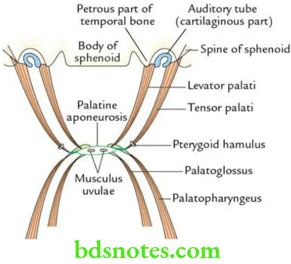 Head And Neck Pharynx and palate Muscles of the soft palate