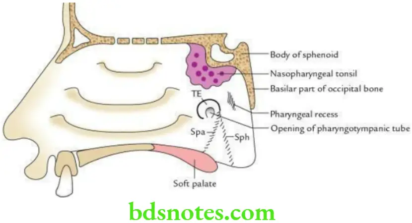 Head And Neck Pharynx and palate Nasopharynx