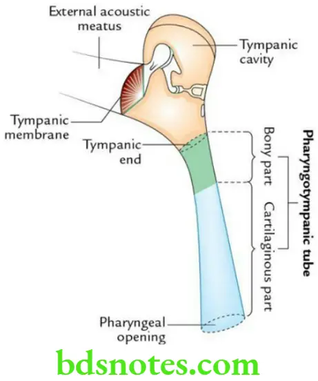 Head And Neck Pharynx and palate Pharyngotympanic tube