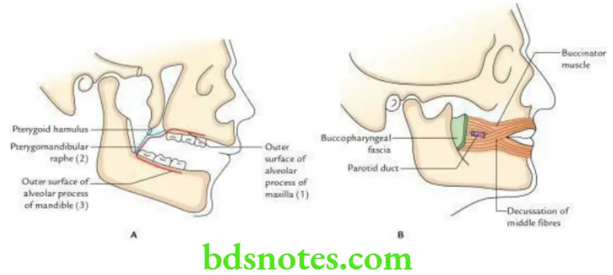Head And Neck Scalp temple and face Buccinator muscle
