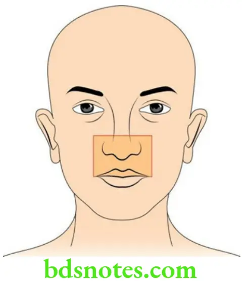 Head And Neck Scalp temple and face Dangerous area of the face