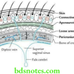 Head And Neck Scalp temple and face Layers of the scalp