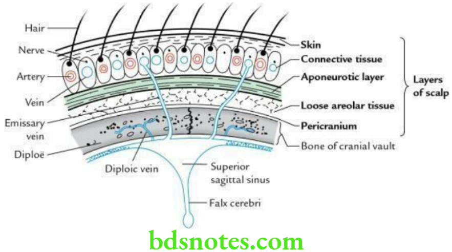 Scalp Temple And Face Anatomy Notes - BDS Notes