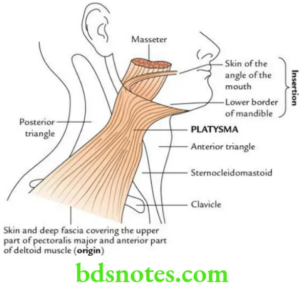 Head And Neck Scalp temple and face Origin and insertion of the platysma