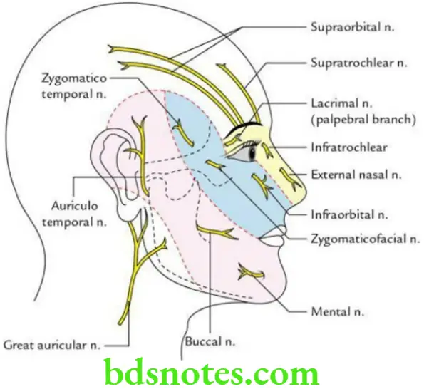 Head And Neck Scalp temple and face Sensory innervation of the face