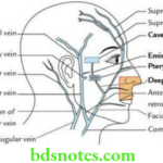 Head And Neck Scalp temple and face Venous drainage of the face