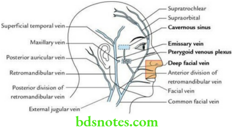 Side Front And Back Of The Neck Anatomy Notes - BDS Notes