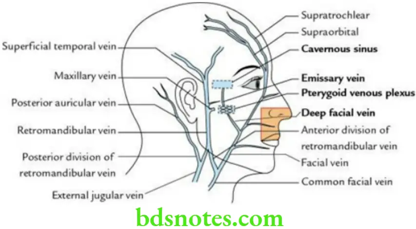 Head And Neck Scalp temple and face Venous drainage of the face