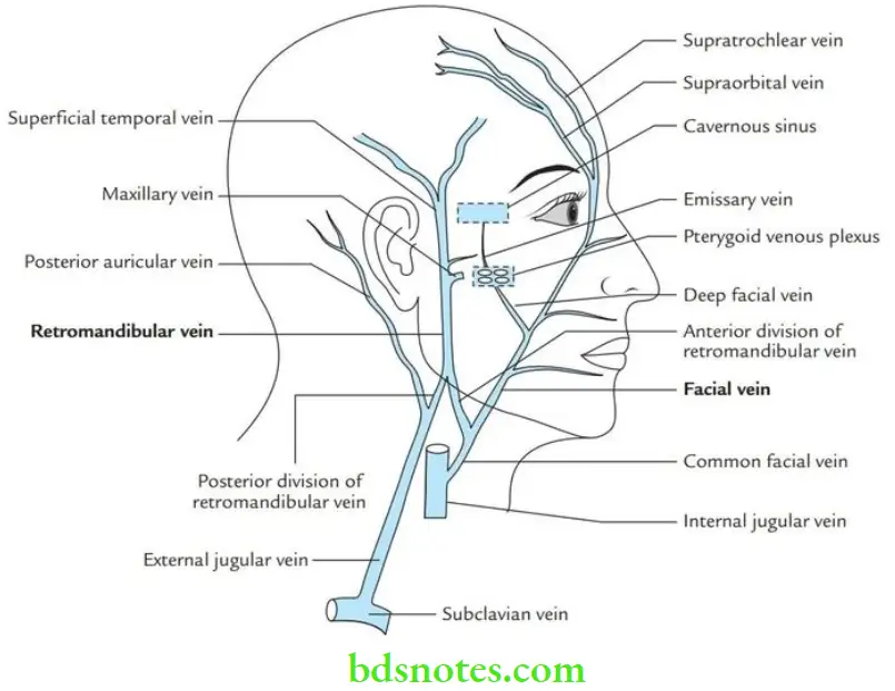 Head And Neck Scalp temple and face Venous drainage of the face