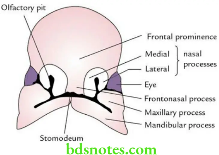 Head And Neck Scalp temple and face Ventral aspect of a fetal head