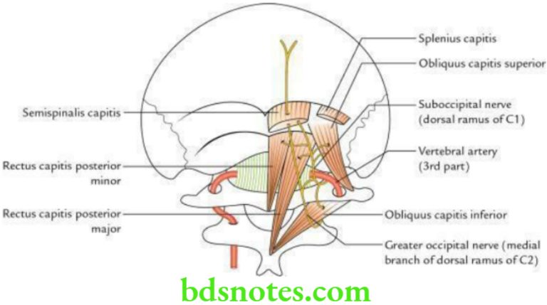 Side Front And Back Of The Neck Anatomy Notes - BDS Notes