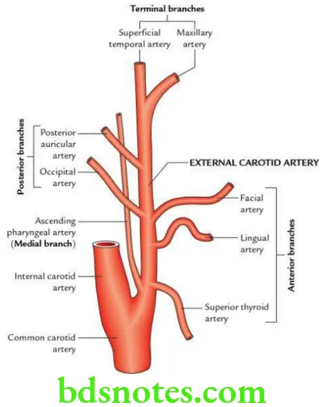 Head And Neck Side front and back of the neck Branches of the external carotid artery