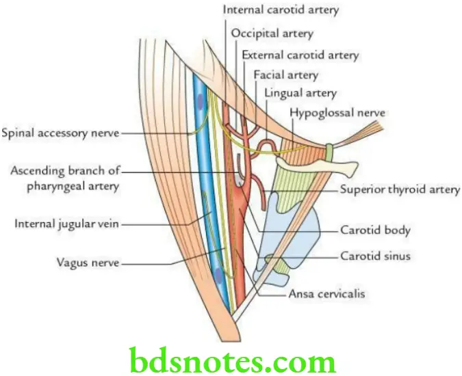 Head And Neck Side front and back of the neck Carotid triangle
