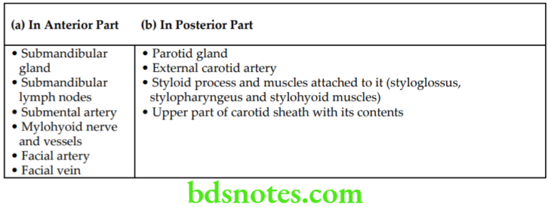 Side Front And Back Of The Neck Anatomy Notes - BDS Notes