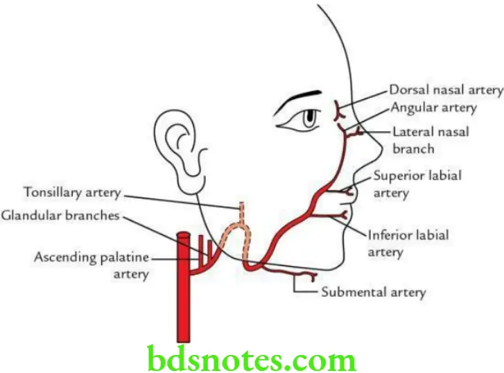Head And Neck Side front and back of the neck Course and branches of the facial artery