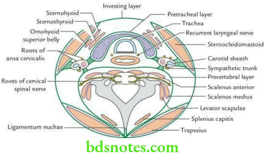 Head And Neck Side front and back of the neck Diagrammatic transverse section