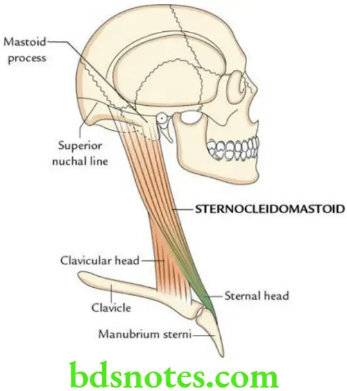 Head And Neck Side front and back of the neck Origin and insertion of sternocleidomastoid muscle
