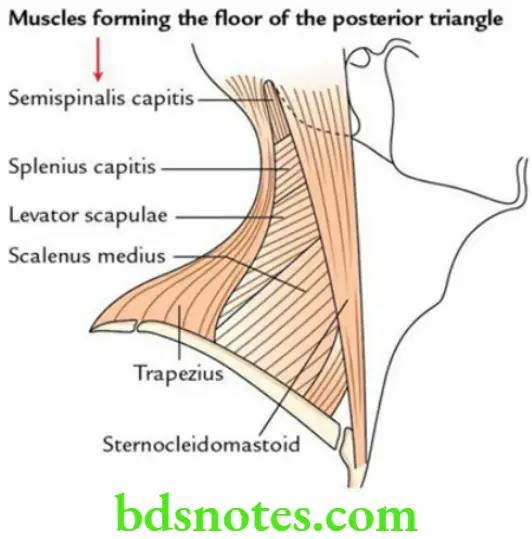 Head And Neck Side front and back of the neck Posterior triangle 1