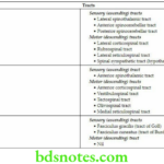 Head And Neck Spinal Cord Ascending and descending tracts in white colums