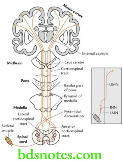 Head And Neck Spinal Cord Course and termination of the fibres of corticospinal tract