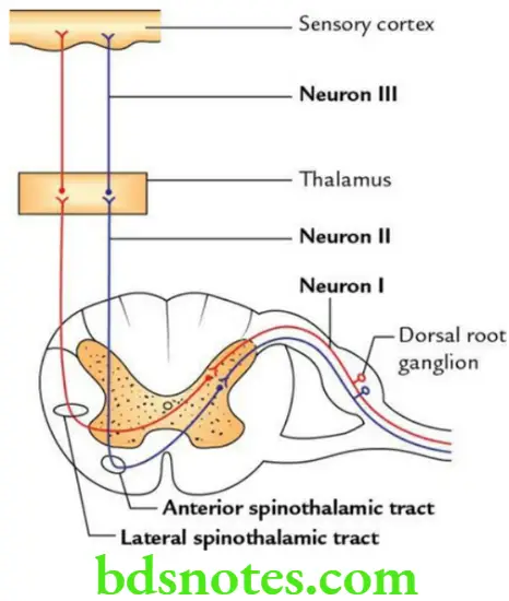 Head And Neck Spinal Cord Lateral and anterior spinothalamic tracts