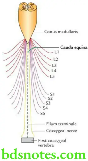Head And Neck Spinal Cord Lower end of the spinal cord with filum terminale and lumbar
